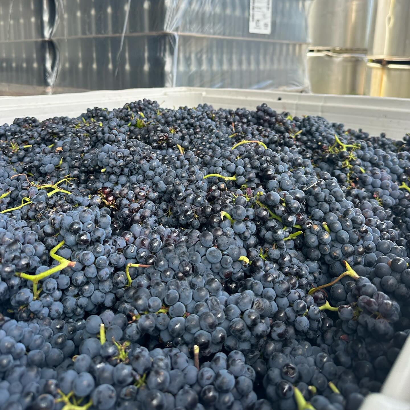 Close-up of dark grapes in a container with large metal tanks in the background